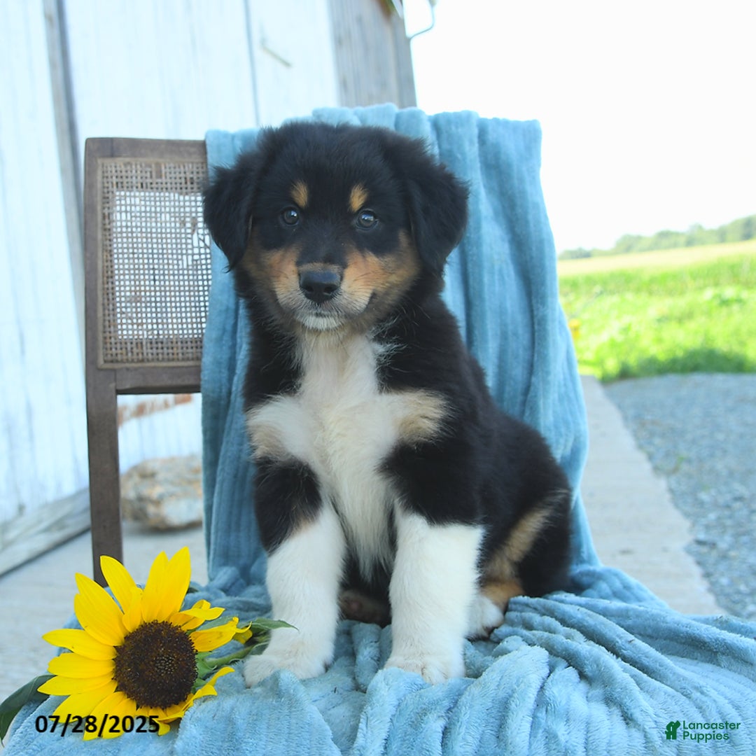 Australian Shepherd dogs for sale: Australian Shepherd 9 puppies - Image 26