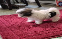 Morkie dogs for sale: Tiny Tim - Image 6