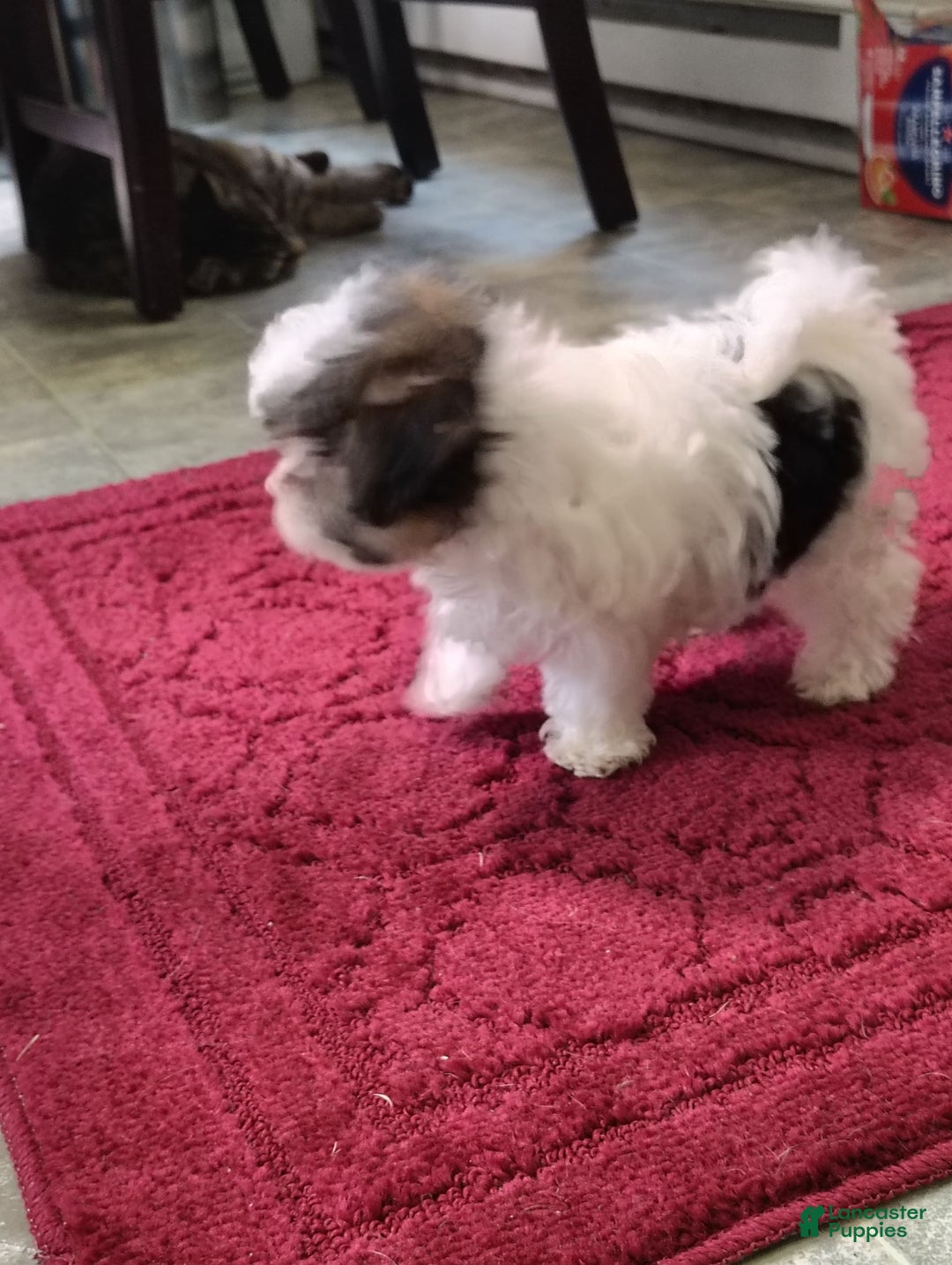 Morkie dogs for sale: Tiny Tim - Image 6