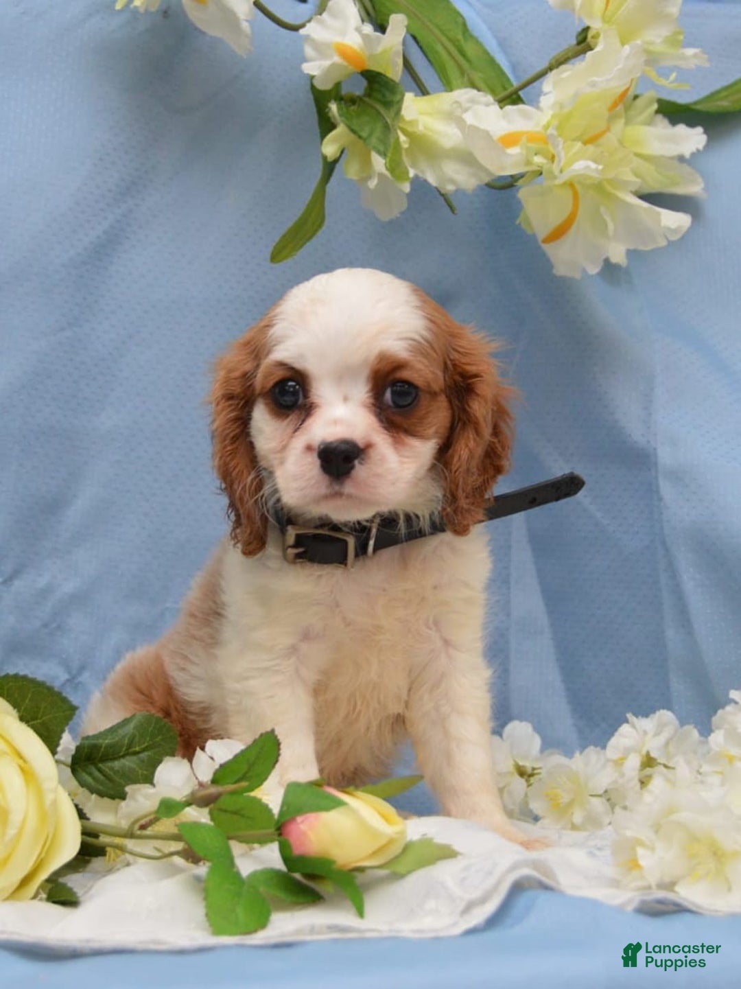 Cavalier King Charles Spaniel dogs for sale: Diamond - Image 1