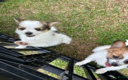 Papillon dogs for sale: Female Puppy 2 - Image 1