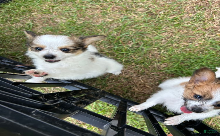 Papillon dogs for sale - Ad 1