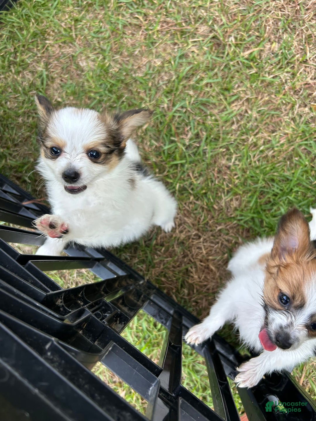 Papillon dogs for sale: Female Puppy 2 - Image 1