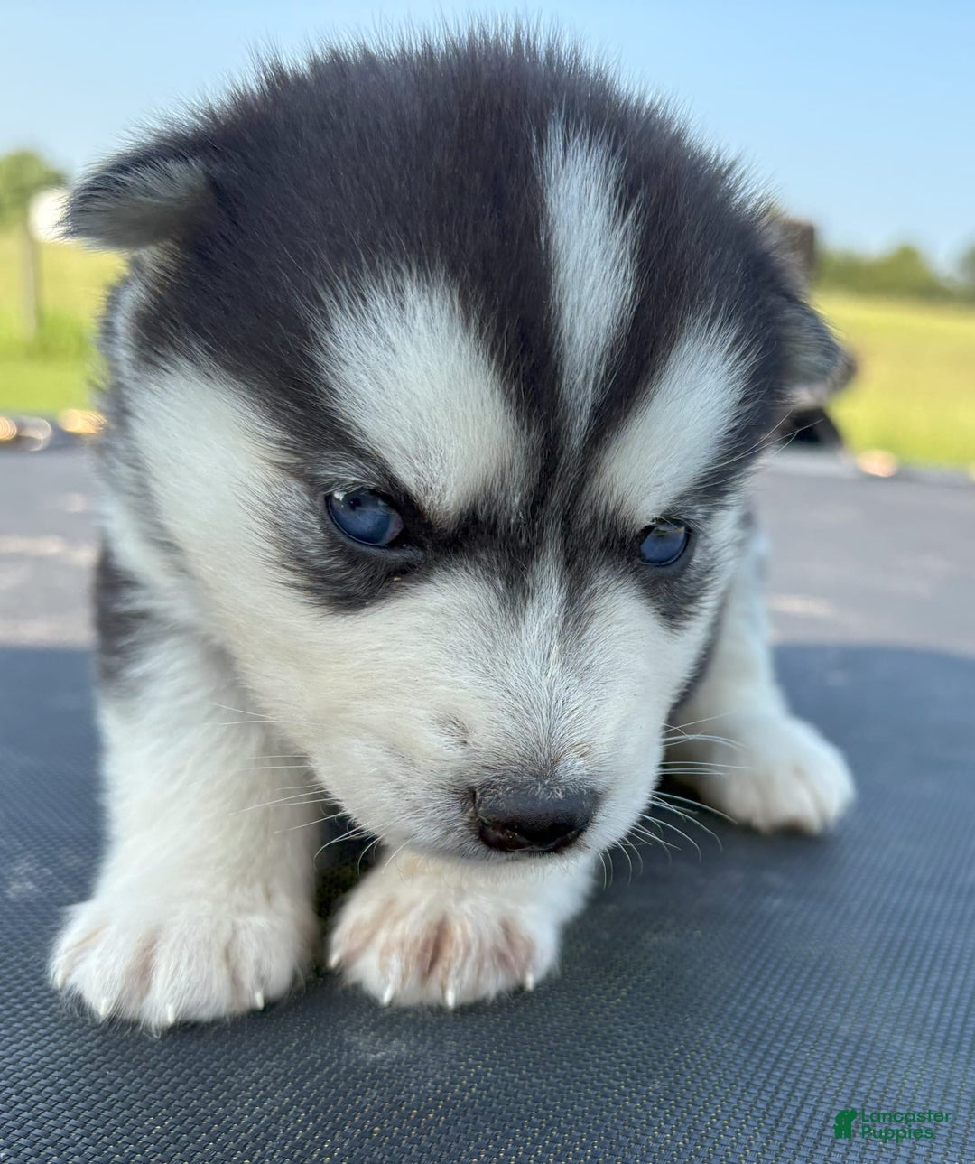 Siberian Husky dogs for sale: Tortuga - Image 1