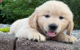 Golden Retriever dogs for sale: Turner - Image 3