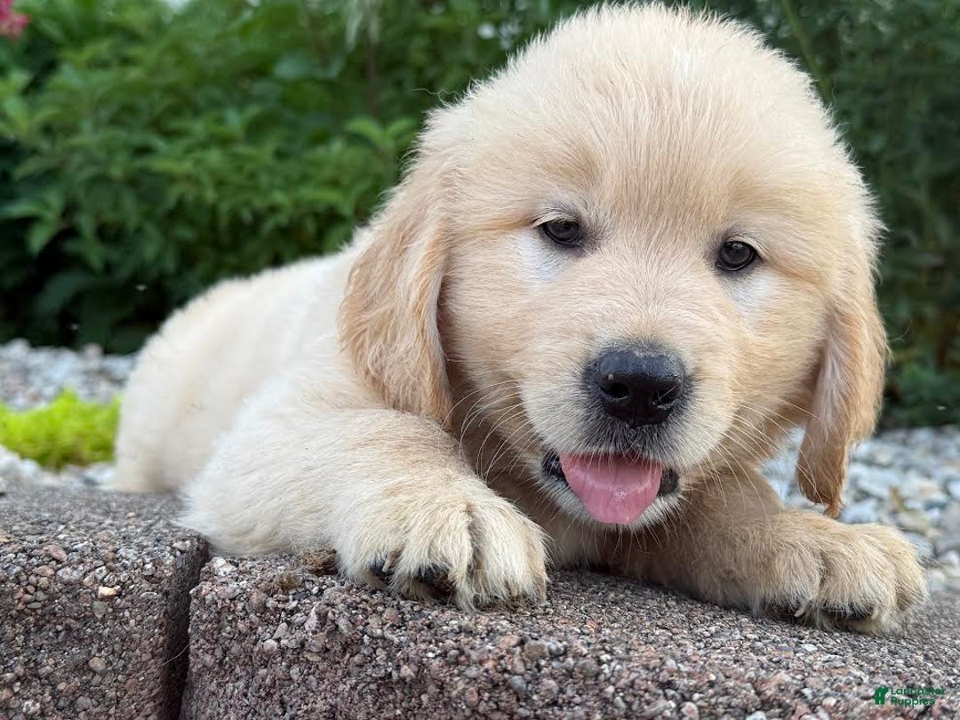 Golden Retriever dogs for sale: Turner - Image 3