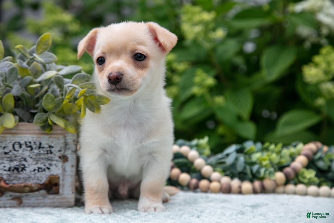 Chihuahua dogs for sale: Butterscotch - Image 3