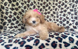 Cavapoo dogs for sale: Dutchess - Image 6