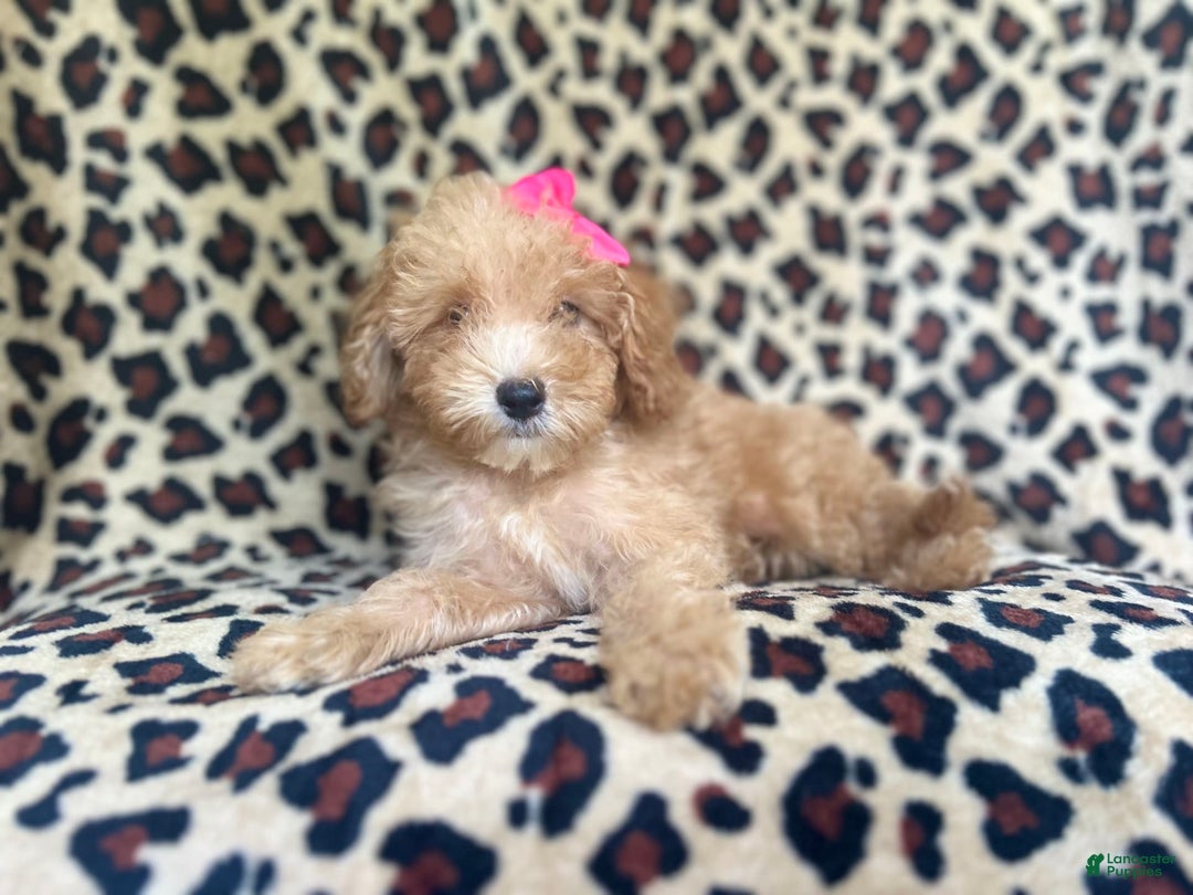Cavapoo dogs for sale: Dutchess - Image 6