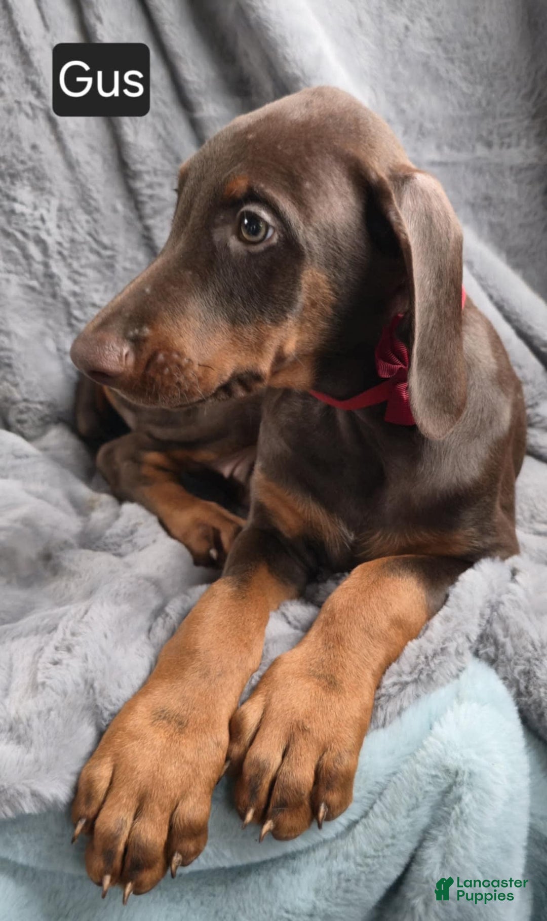 Doberman Pinscher dogs for sale: Gus - Image 3