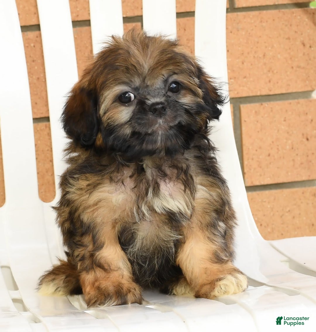 Teddy Bear dogs for sale: Sandy - Image 2