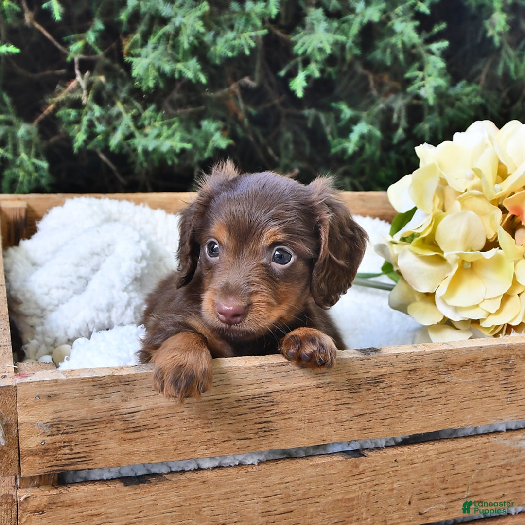 Miniature Dachshund dogs for sale: Tom - Image 10