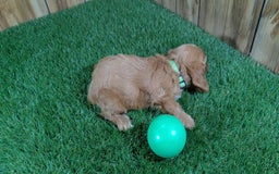 Cavapoo dogs for sale: Honeycomb Boy 4 - Image 6