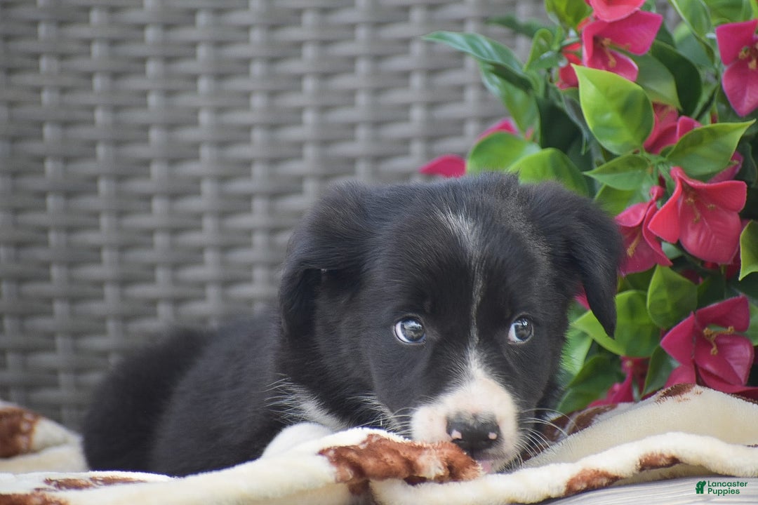 Border Collie dogs for sale: Bryce - Image 7