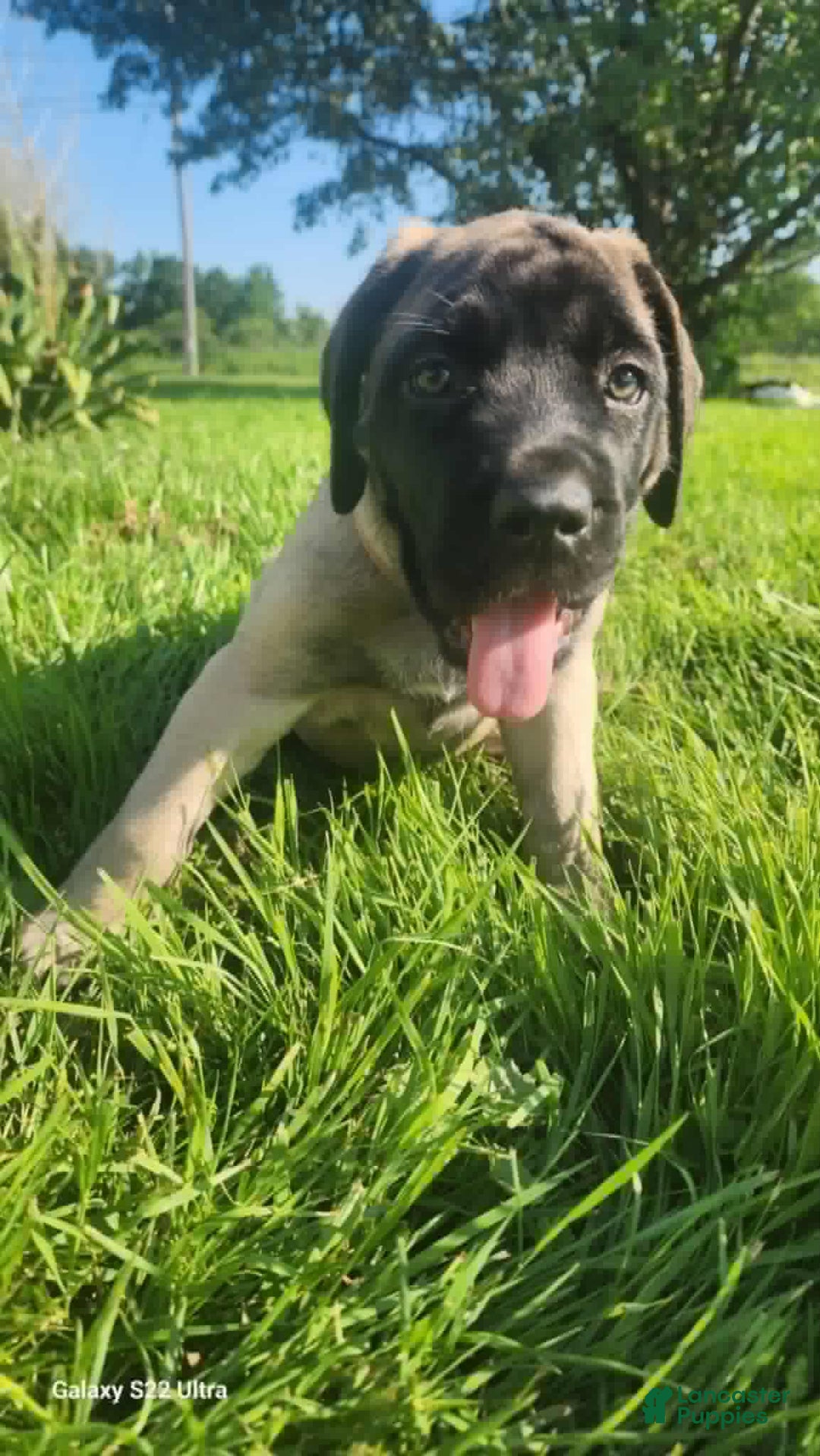English Mastiff dogs for sale: Pinky - Image 17