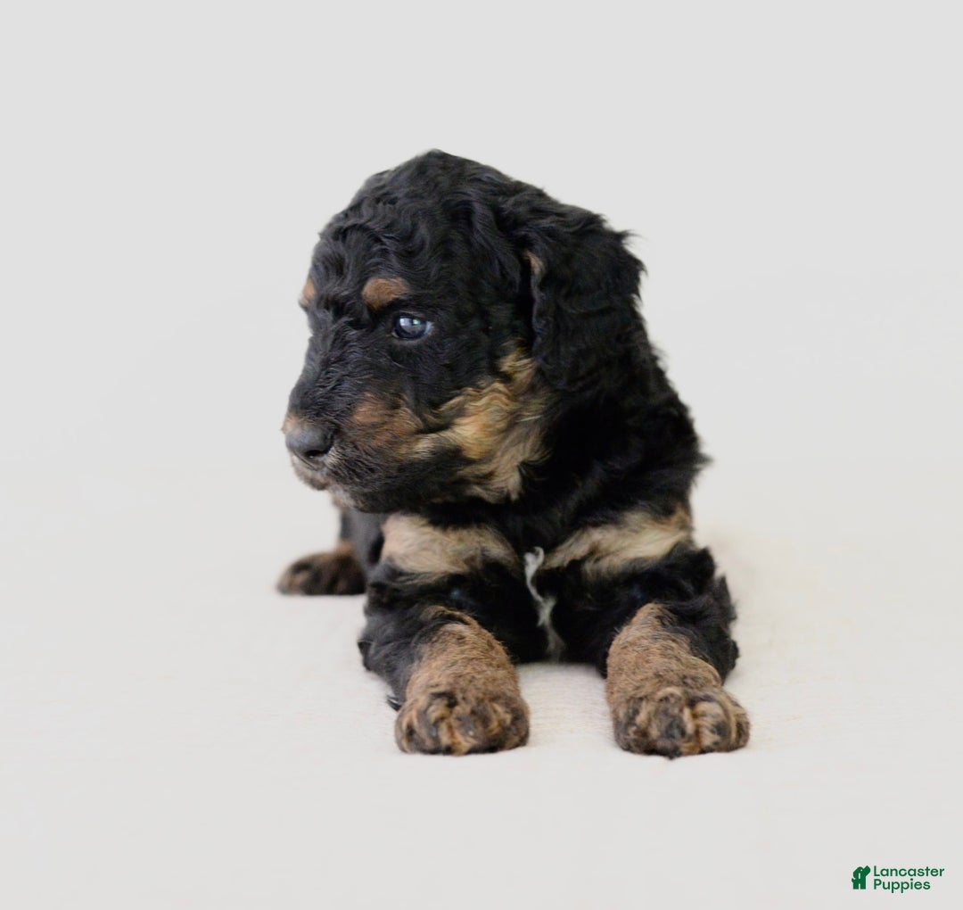 Bernedoodle dogs for sale: Hershey-medium - Image 3