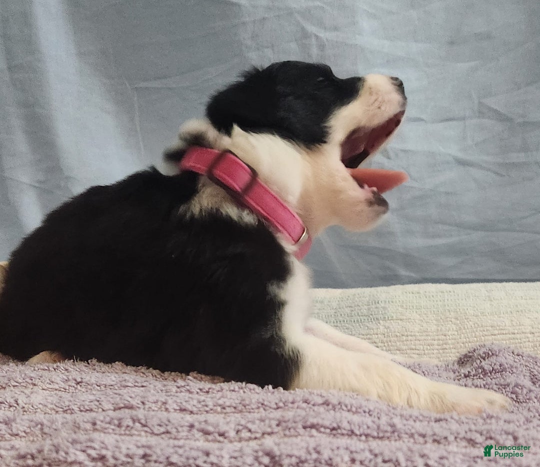 Border Collie dogs for sale: Sabrina Barkenter - Image 1