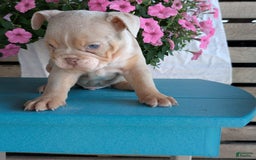 English Bulldog dogs for sale: Hunter - Image 3