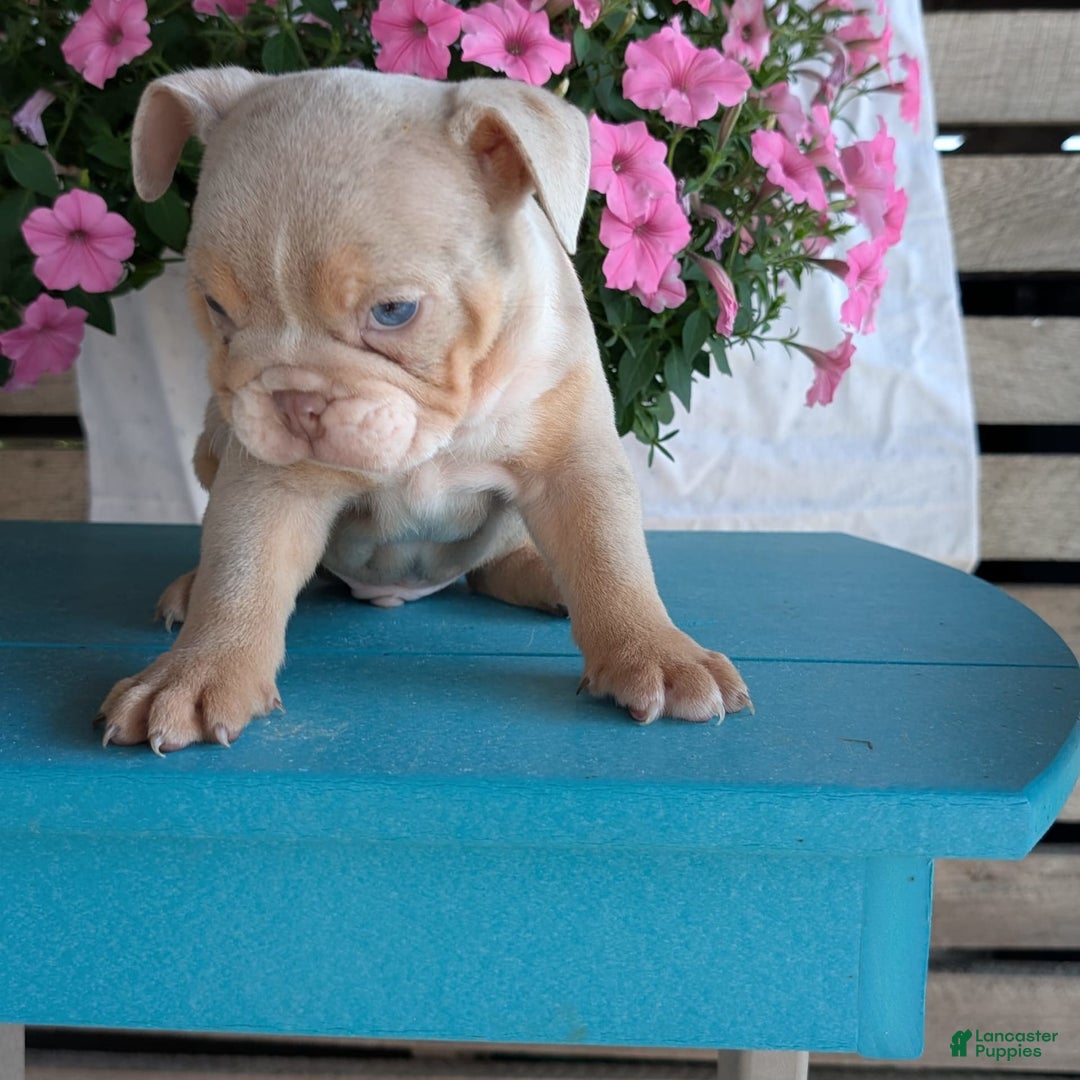 English Bulldog dogs for sale: Hunter - Image 3