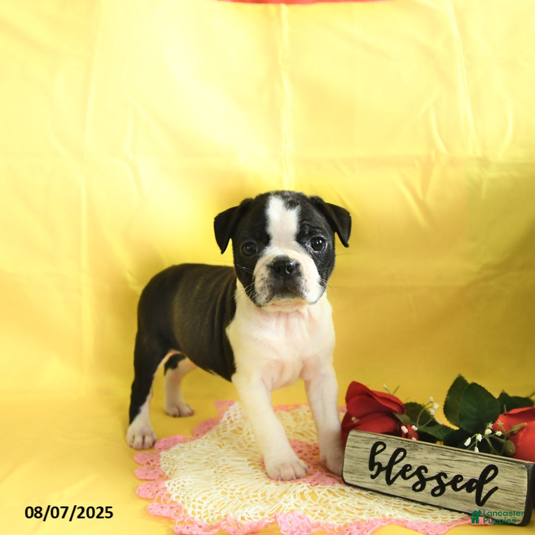 Boston Terrier dogs for sale: Lily - Image 2