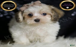 Maltipoo dogs for sale: Banjo - Image 1