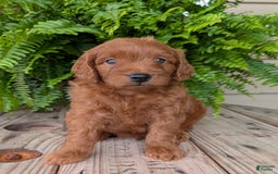 Mini Goldendoodle dogs for sale: Mini-logan - Image 15