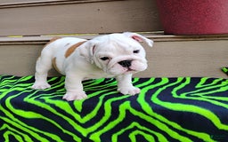 English Bulldog dogs for sale: Rock - Image 11
