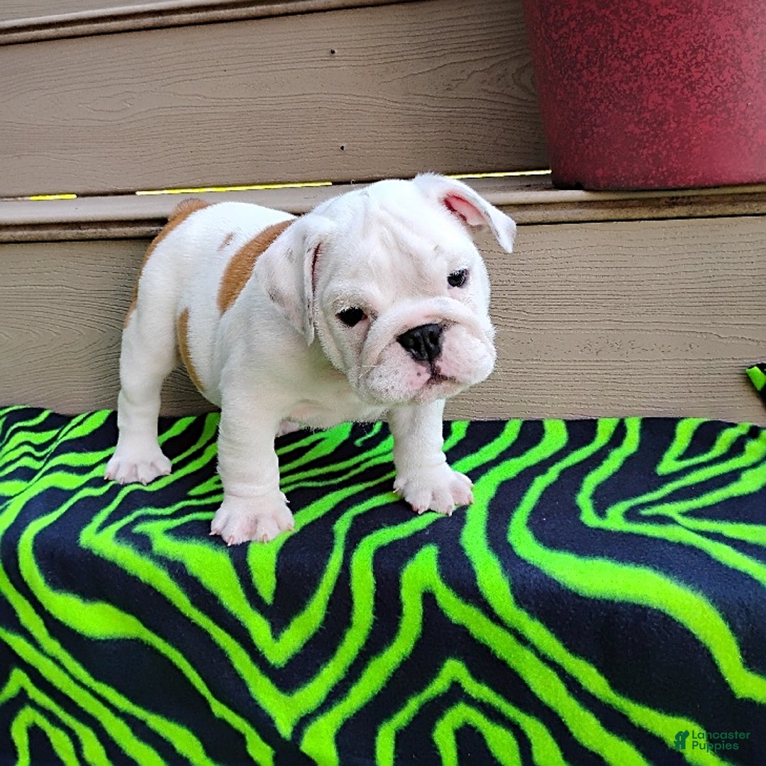 English Bulldog dogs for sale: Rock - Image 11