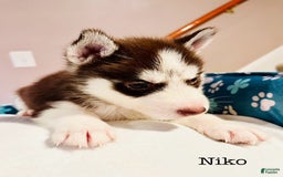 Siberian Husky dogs for sale: Niko - Image 1