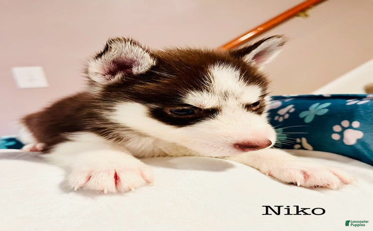 Siberian Husky dogs for sale - Ad 1