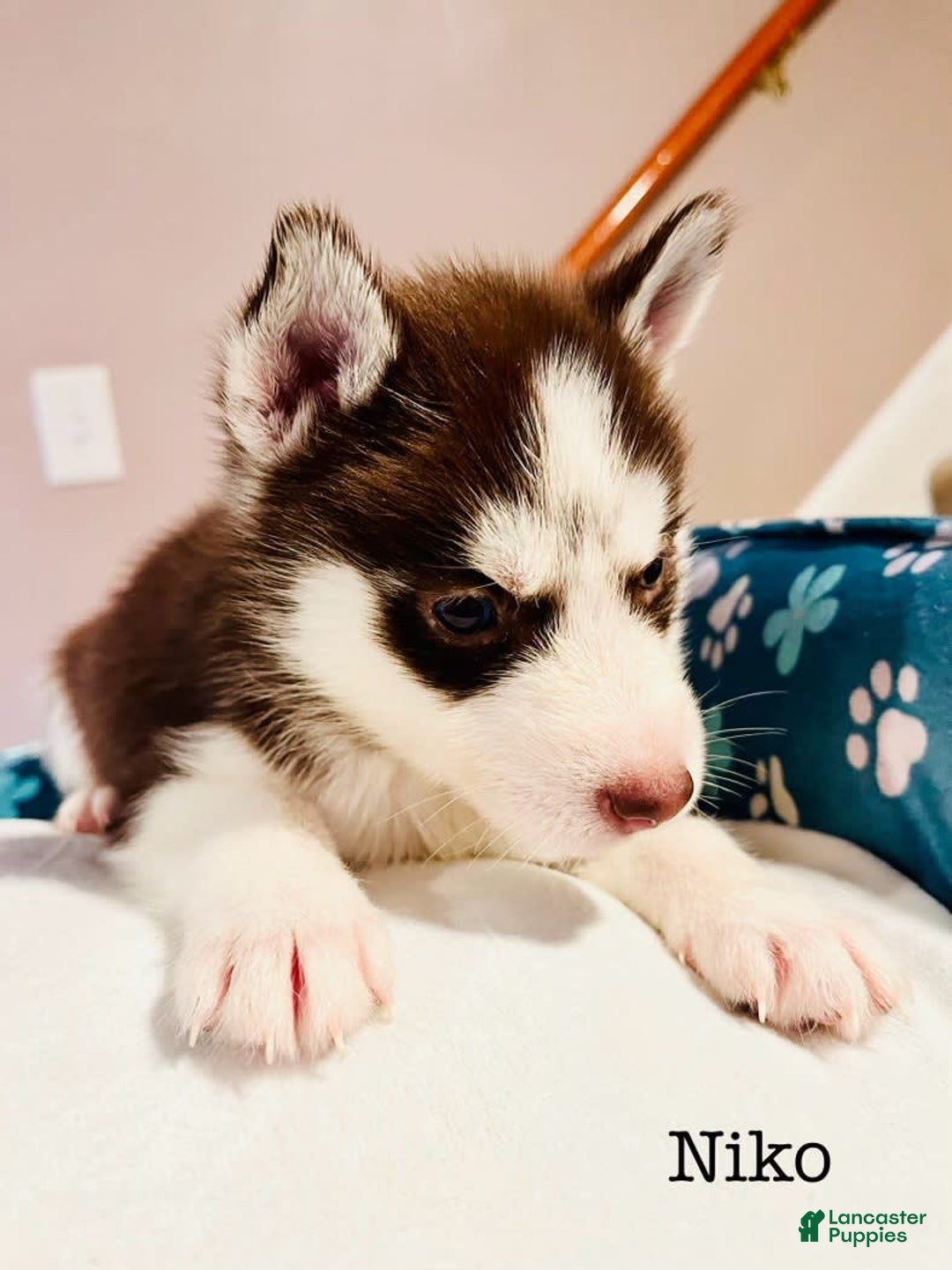 Siberian Husky dogs for sale: Niko - Image 1