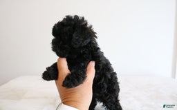 Shihpoo dogs for sale: Layla - Image 4