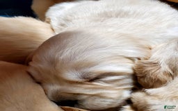 Golden Retriever dogs for sale: Lily - Image 1