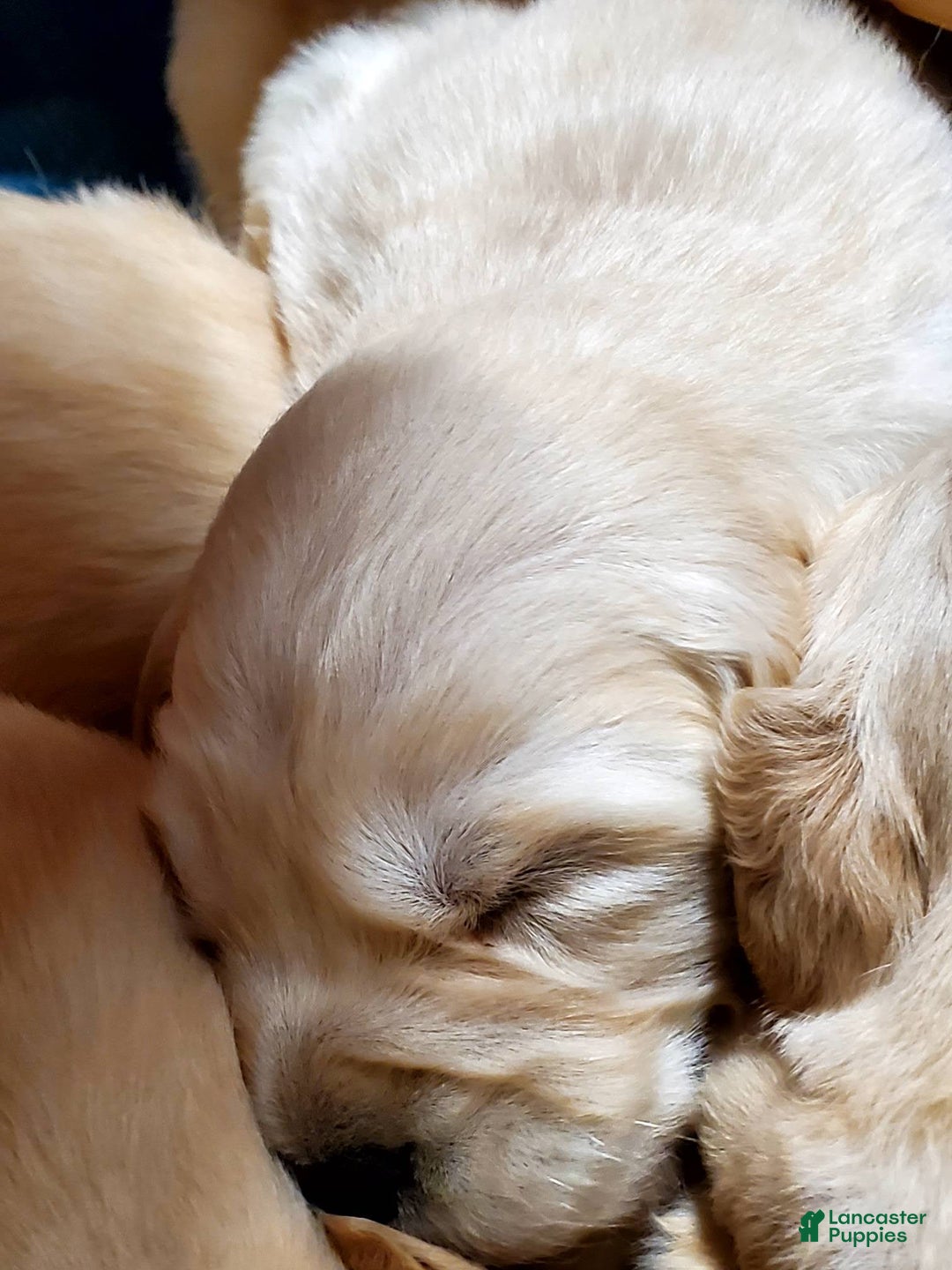 Golden Retriever dogs for sale: Lily - Image 1