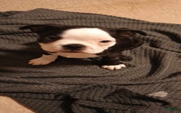 Boston Terrier dogs for sale: 2 Face - Image 1