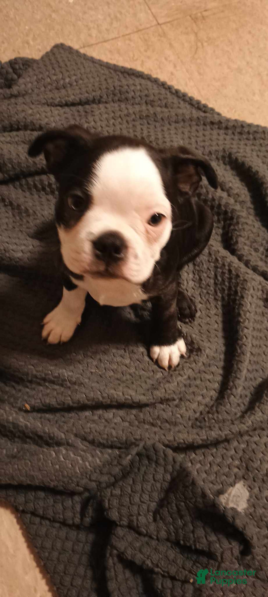 Boston Terrier dogs for sale: 2 Face - Image 1