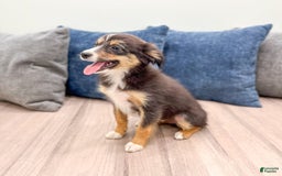 Miniature Australian Shepherd dogs for sale: Ace - Image 2