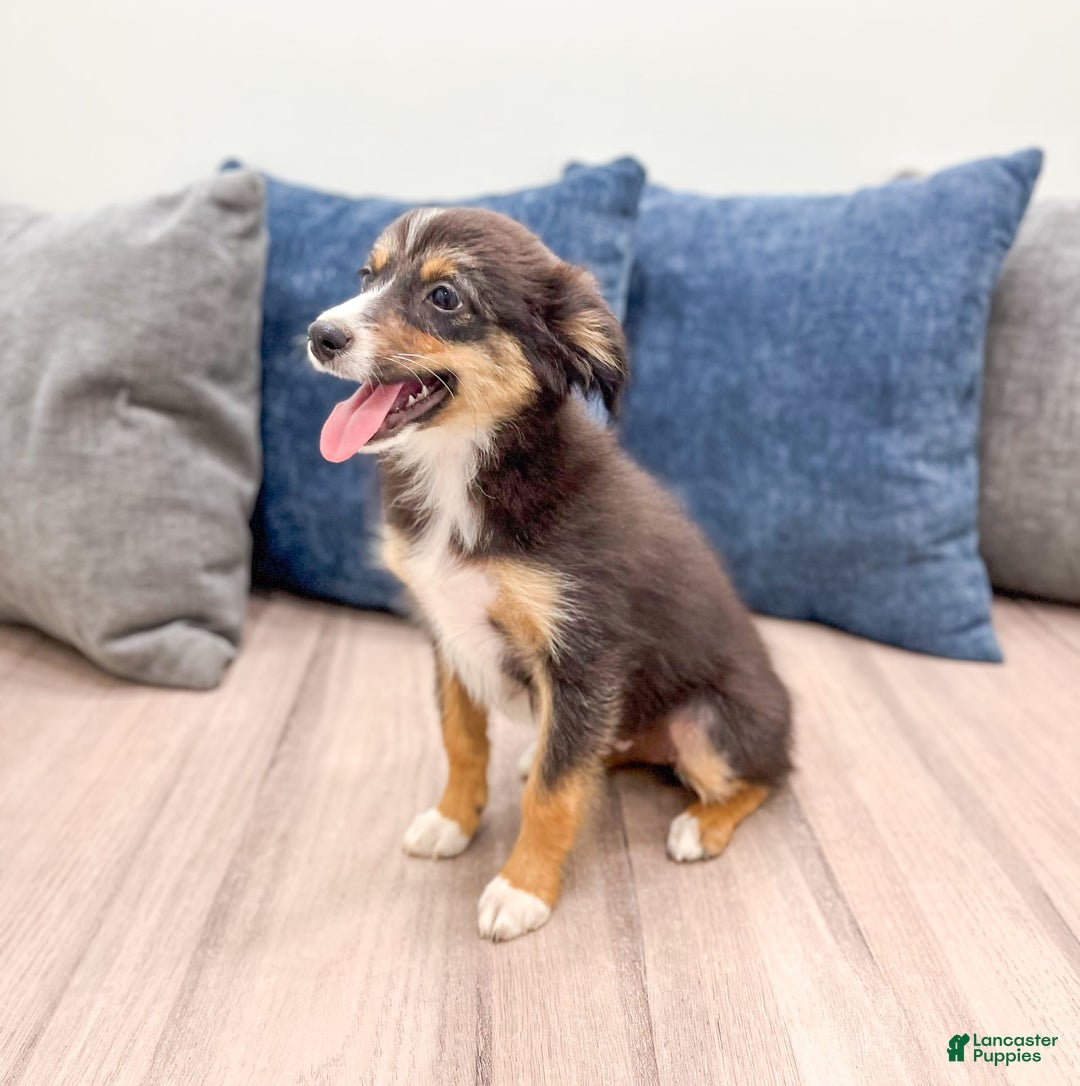 Miniature Australian Shepherd dogs for sale: Ace - Image 2