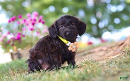 Miniature Dachshund dogs for sale: Frappuccino - Image 4