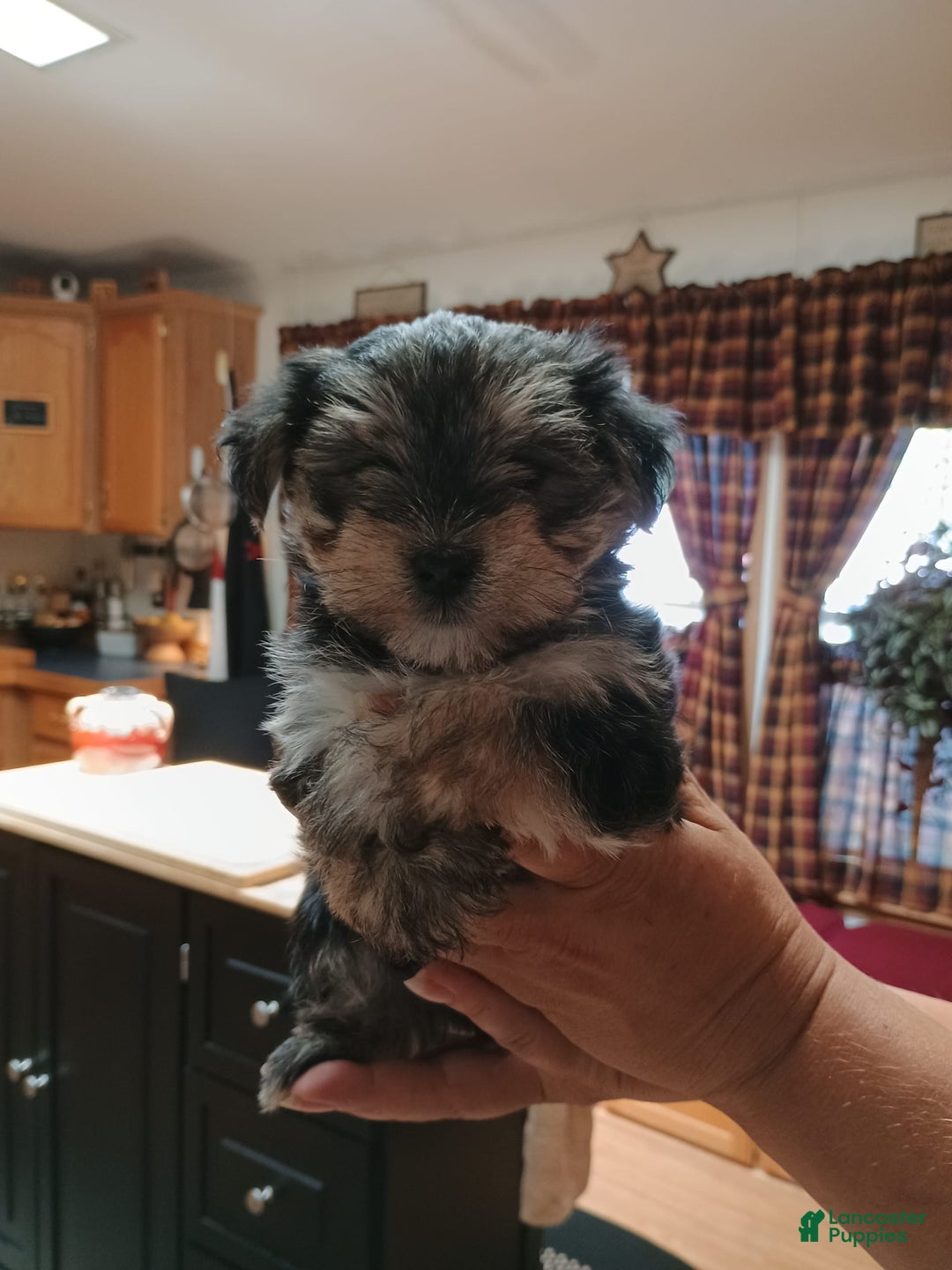 Morkie dogs for sale: Morkie 2 puppies - Image 4