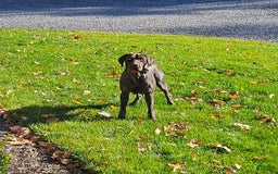 German Shorthaired Pointer dogs for sale: Rocky - Image 5