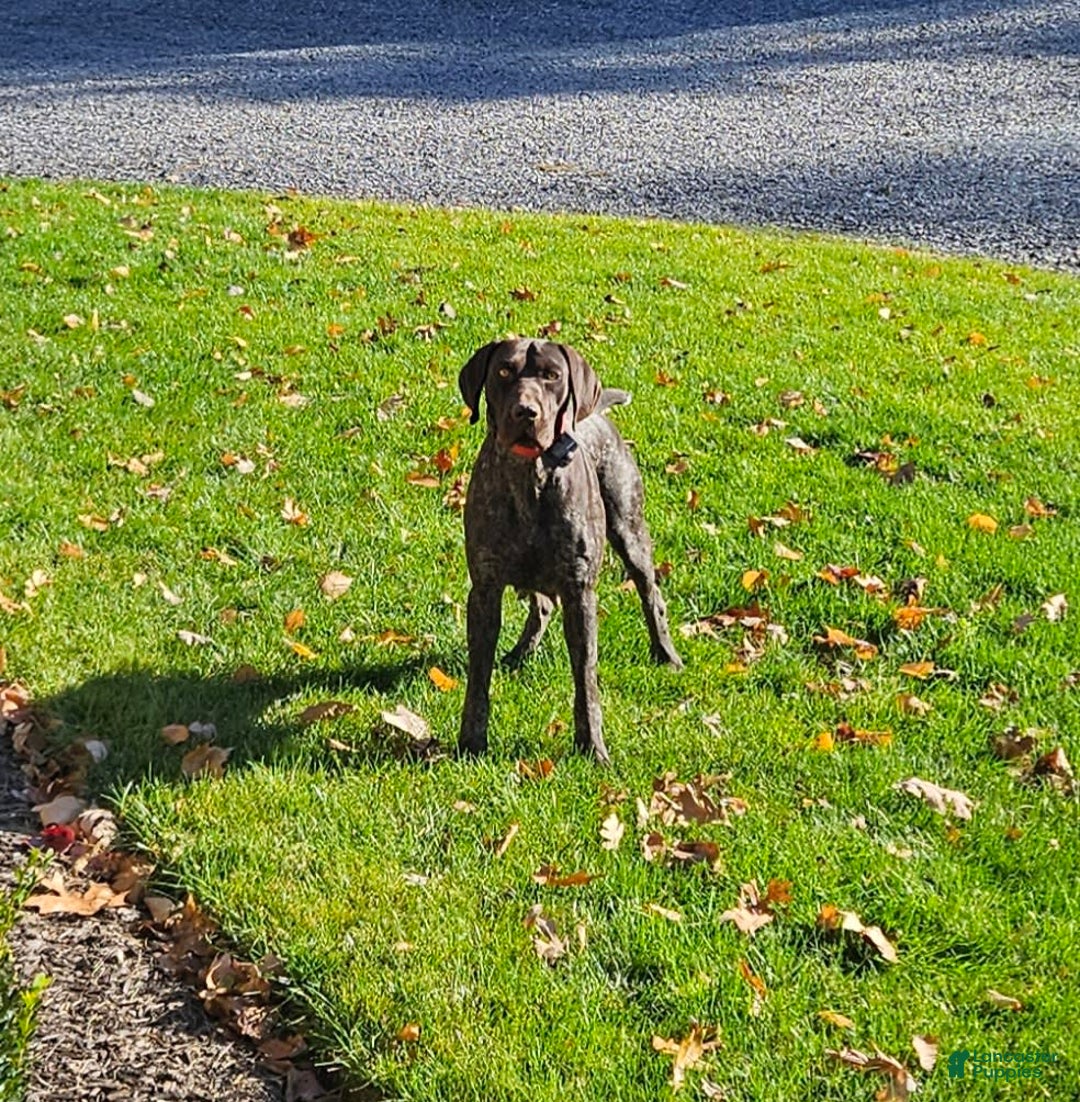 German Shorthaired Pointer dogs for sale: Rocky - Image 5