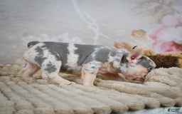 French Bulldog dogs for sale: Remi - Image 5