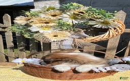 Shetland Sheepdog dogs for sale: Pansy - Image 7