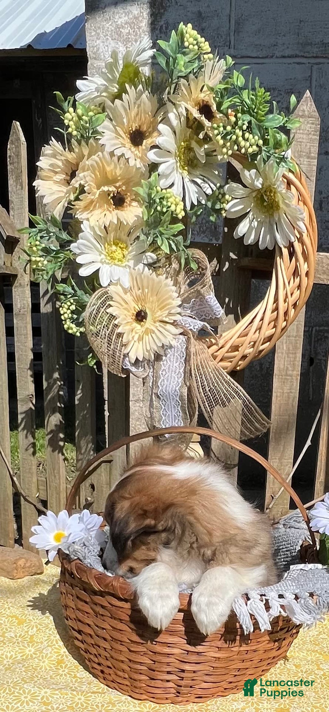 Shetland Sheepdog dogs for sale: Pansy - Image 7