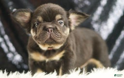 French Bulldog dogs for sale: Alexa - Image 6