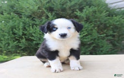 Miniature Australian Shepherd dogs for sale: Miniature Australian Shepherd 8 puppies - Image 4
