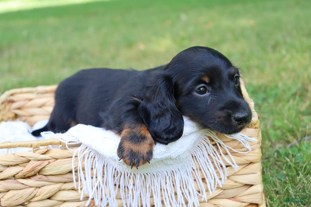 Miniature Dachshund dogs for sale: Mace - Image 2