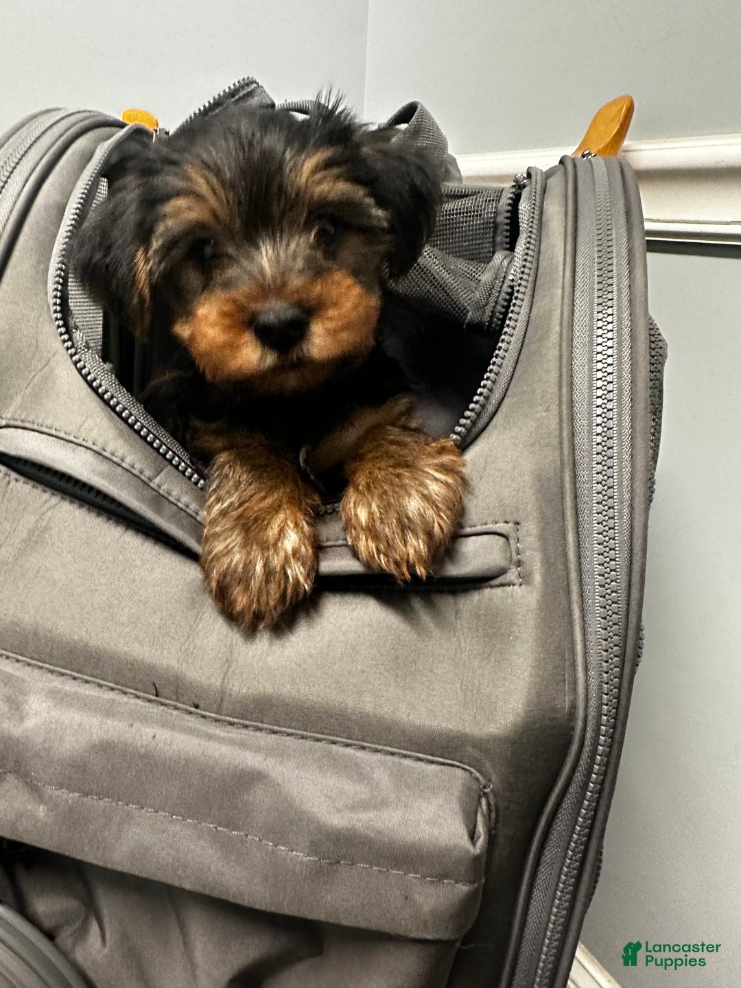 Yorkshire Terrier dogs for sale: Milo - Image 3