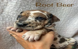 Great Dane dogs for sale: Root Beer - Image 1